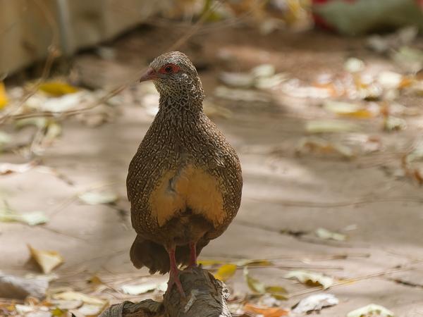 <h3><a href="/trips/gambia/biota/animalia/chordata/aves/006 galliformes/004 odontophoridae/ptilopachus petrosus/ptilopachus petrosus-nl.html">Ptilopachus&nbsp;petrosus</a> / Stone&nbsp;partridge / Rotspatrijs</h3>OM-1 Mark II met OLYMPUS M.150-400mm F4.5, 1/2000 sec  bij F4.5, ISO 1250, afstand 17.8&nbsp;m